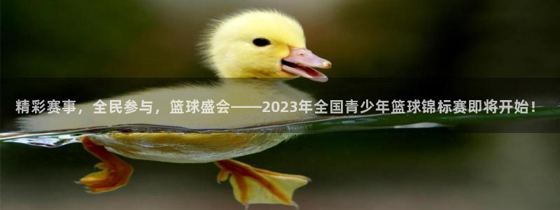 意昂2官方网站：精彩赛事，全民参与，篮球盛会——2023年全